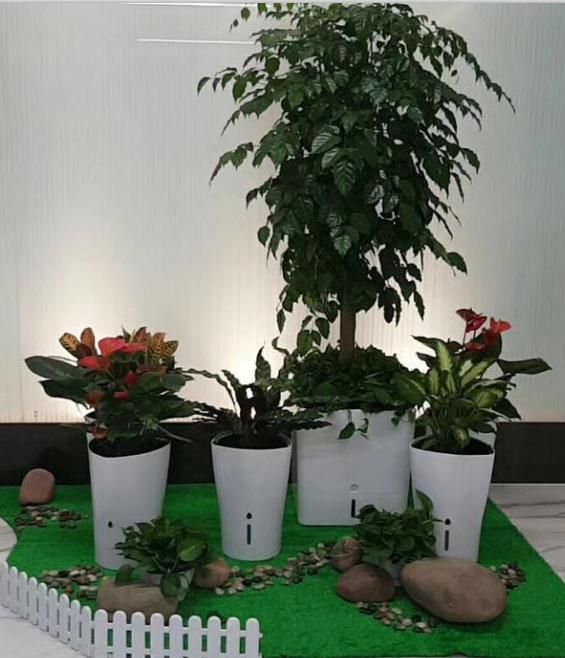 植物租摆绿色存于室内美丽摆放心间-茸薇供