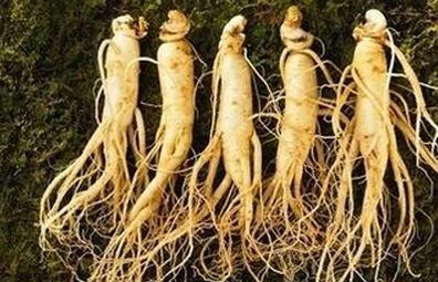 参鼎生物 参鼎生物